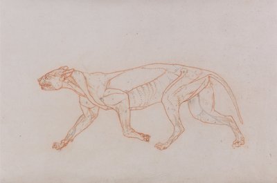 A Comparative Anatomical Exposition of the Structure of the Human Body with that of a Tiger and a Cow by George Stubbs